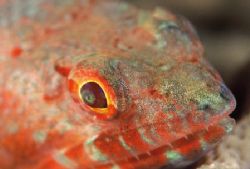 "Fierce Creature"
Face portrait of a Lizardfish taken wi... by Brian Welman 